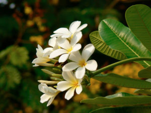 pomelia